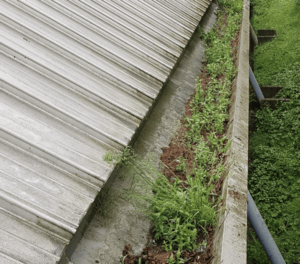 Happy customers in Shefford who trust The Roof Moss Cleaners for gutter cleaning services